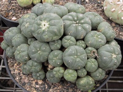 Koupit Peyote online